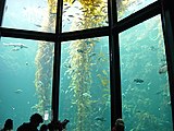 To withstand the extreme water pressure, this 10-meter deep Monterey Bay Aquarium tank has windows made of acrylic glass up to 33 cm thick.