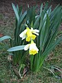 Narcissus pseudonarcissus subsp. nobilis