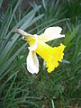 Narcissus pseudonarcissus subsp. nobilis side-view