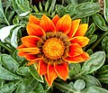 Orange gazania