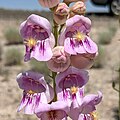 Flowers of Penstemon palmeri