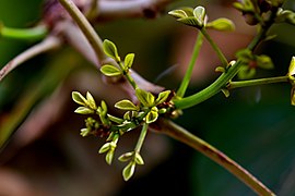 Plant of Thailand