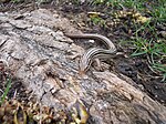 Prairie skink (Plestiodon septentrionalis)