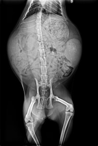 Radiography of pregnant cat