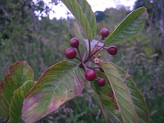 Leaves, flower, and young fruits