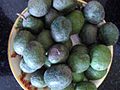 Ripe rudraksha fruit freshly plucked
