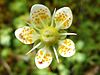 Mossy saxifrage flower