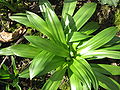 Scilla lilio-hyacinthus leaves & buds