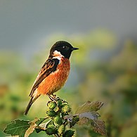 Siberian stonechat wintering at Dipor Bil, Assam, India