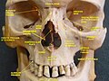 Human skull. Inferior nasal concha.