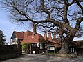 RHS Wisley. Tree beside the laboratory