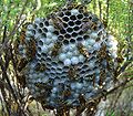 European paper wasp colony
