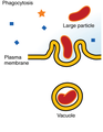 Phagocytosis en