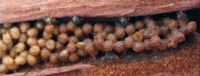 Brood structure of A. magna