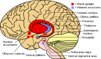 Basal ganglia and related structures