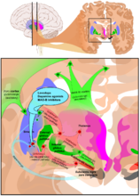 Basal ganglia in treatment of Parkinson's.png. Vector (.svg) version is available