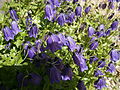 Campanula pulla