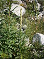 Digitalis lutea