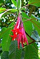 Fuchsia boliviana