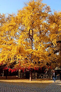 定林寺的银杏树