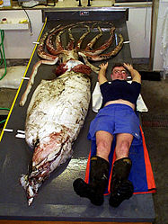 (?/?/1999) Teuthologist Clyde Roper lying alongside the large specimen of almost 2 m (6.6 ft) mantle length