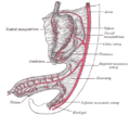 人类胚胎第6周时的腹部部分，包含了消化管与其附着的原始或共同肠系膜。