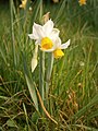 Narcissus tazetta subsp. italicus