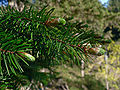 Image 17Pinaceae: needle-like leaves and vegetative buds of Coast Douglas fir (Pseudotsuga menziesii var. menziesii) (from Conifer)