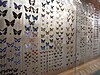 上海自然博物馆展出的蝴蝶标本