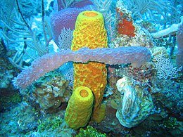Sponge biodiversity. There are four sponge species in this photo.