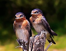 Swallow chicks444