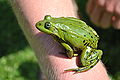 在人类手臂上的欧洲水蛙