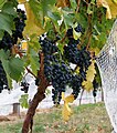 Wine grapes04