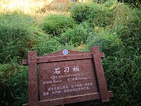 中國科學院吐魯番沙漠植物園的石刁柏