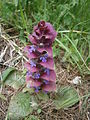 Ajuga pyramidalis