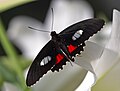 Arcas Cattleheart dorsal view