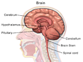 Brain anatomy (sagittal)