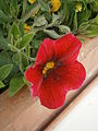 Calibrachoa red cultivar - close-up