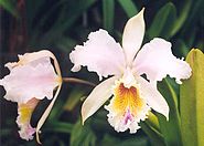 'Empress Frederick' × Cattleya mossiae