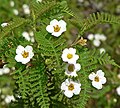 Chamaebatia australis