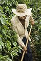 Image 83Brazil is the largest producer and exporter of coffee in the world. Brazilian coffee farmer producing. (from Economy of Brazil)