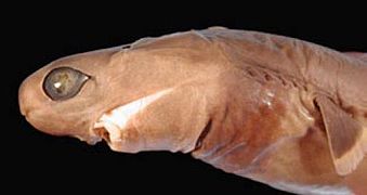 雪茄达摩鲨具有短而钝圆的头部，向前的大眼与呈一横线的口裂