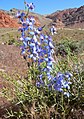 沙漠翠雀花（英语：Delphinium parishii）