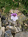 Erodium glandulosum