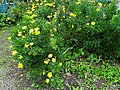 Euryops chrysanthemoides