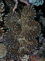 Camouflaged giant clam