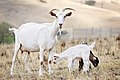 Image 40Goat family with one-week-old kid (from Livestock)