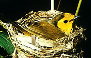 Female on nest