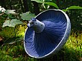 The gills of L. indigo