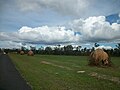 Moved termite mounds, Mareeba